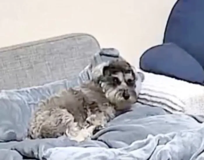 寝ずに目を開けている様子