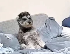 すべてを悟ってしまった犬の顔　留守中に撮られた映像に「声出た」「もうズルい」