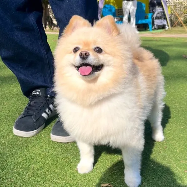 笑っている犬の様子