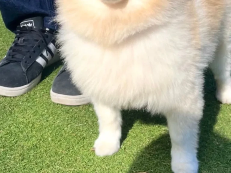 動かない犬 ドッグランで一歩も動かない犬 7万人が反応した理由に笑った