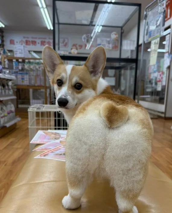 ミラクくんの後ろ姿