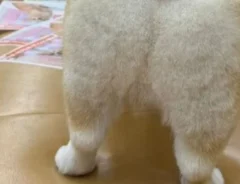 コーギーのお尻に現れた『茶色い模様』　その正体に15万人が悶絶「これは反則」