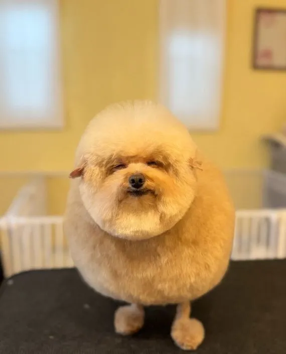 微笑んでいる犬