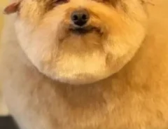 トリミング後のプードルの顔が？　あまりに整った表情がコレ