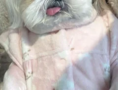 服の構造を理解した犬　さりげない着こなしに「100点」「プロですね」