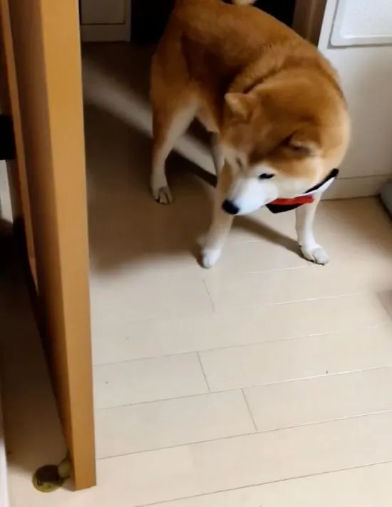 ドアを開けて入ってきた犬