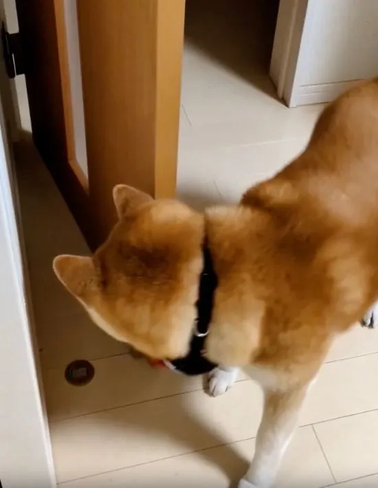 ドアの後ろにまわる犬