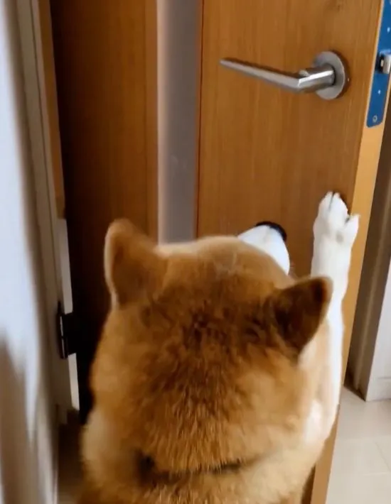 ドアを手で押さえる様子