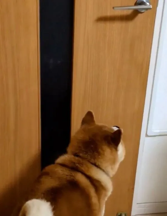ドアを押す犬