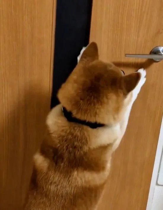 脚を使って押す犬