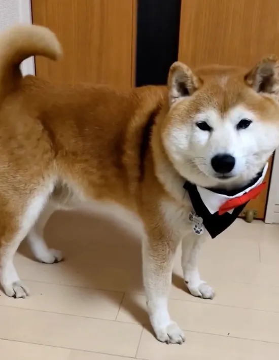 飼い主さんを見る犬