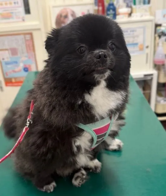 表情が変わった犬