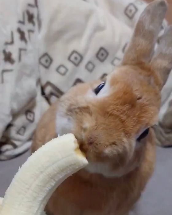 バナナを食べるウサギ