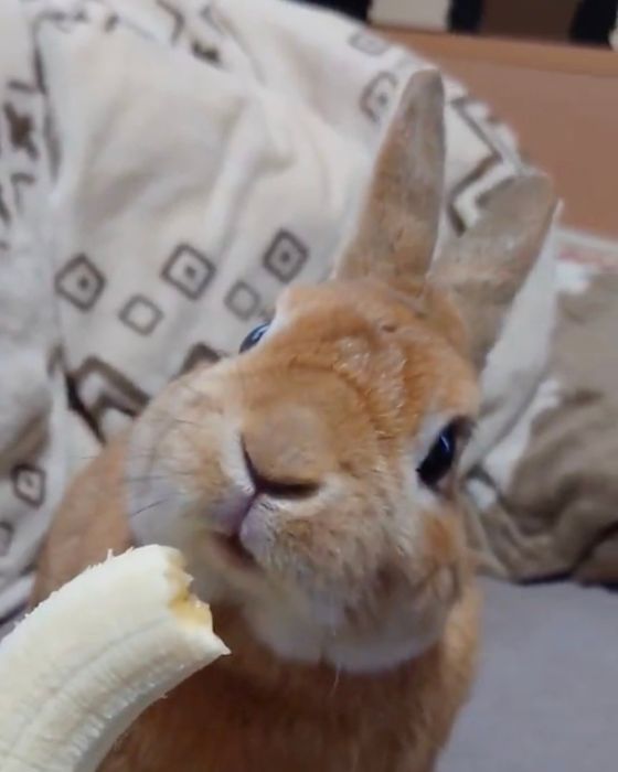 耳の角度を変えるウサギ