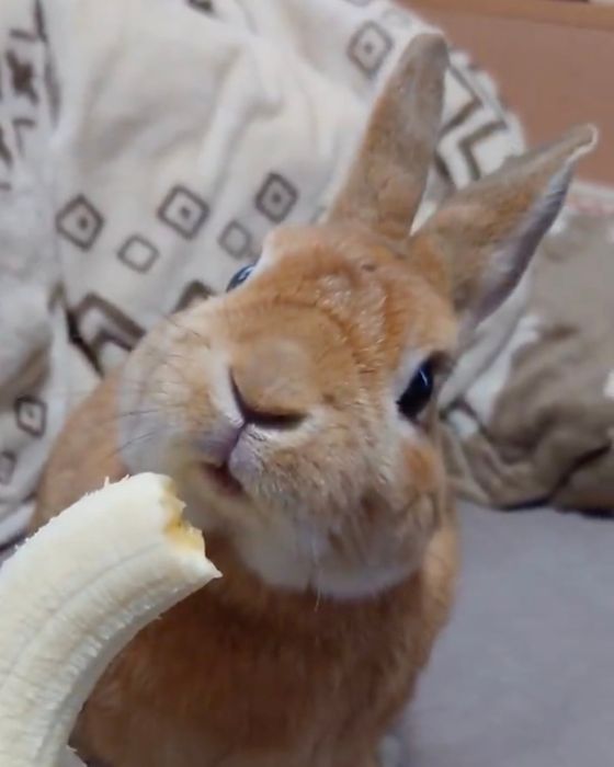 反対側の耳も動くウサギ