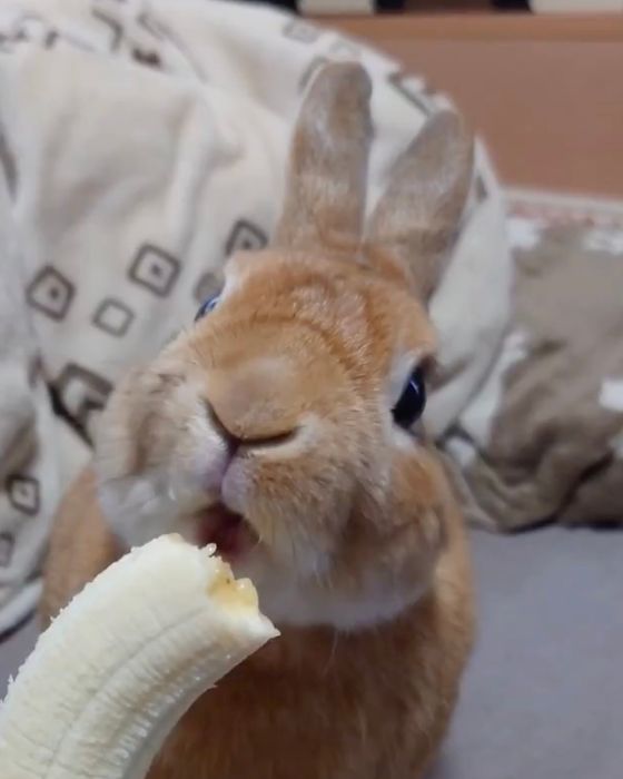 唖然としているウサギ