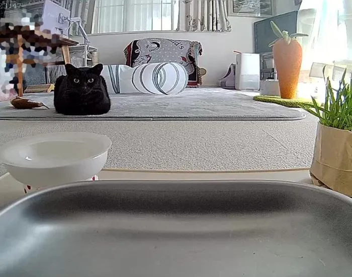 猫が座っている様子