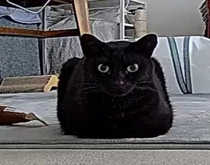 箱のような四角いシルエットの猫