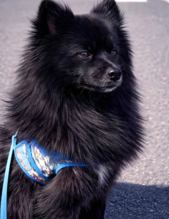 凛々しい顔の犬