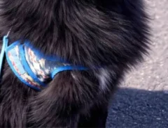 ポメラニアンが見せた『野生の姿』　凛々しい1枚に「ギャップがたまらない」