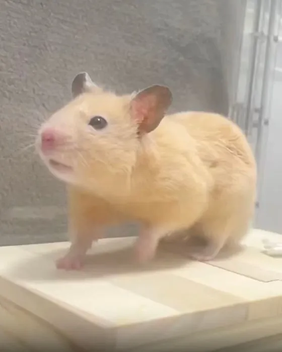 木箱の上に乗るハムスター