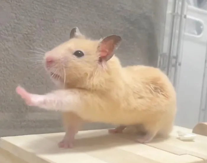 左脚を伸ばしているハムスター