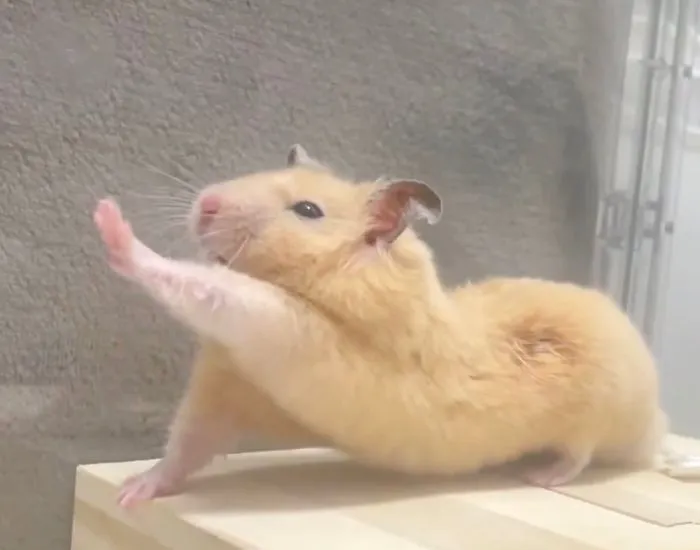 背中を伸ばすハムスター