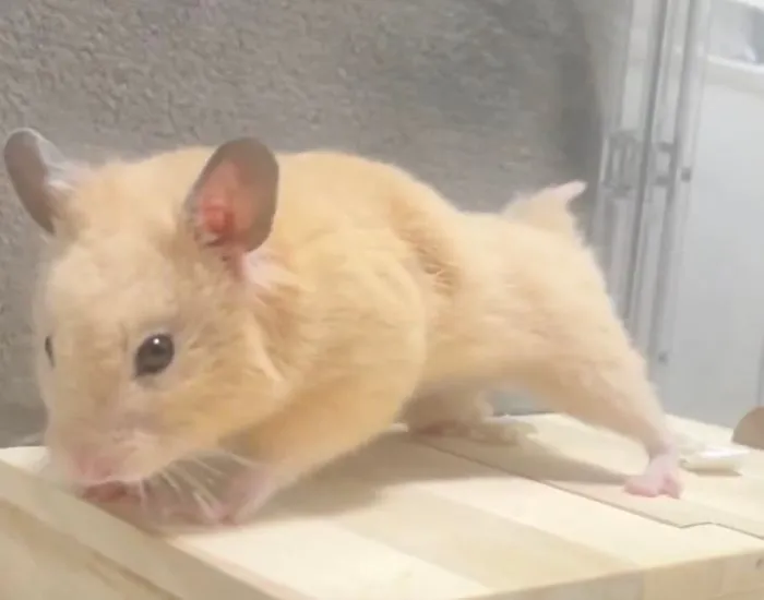 踏ん張っているハムスター