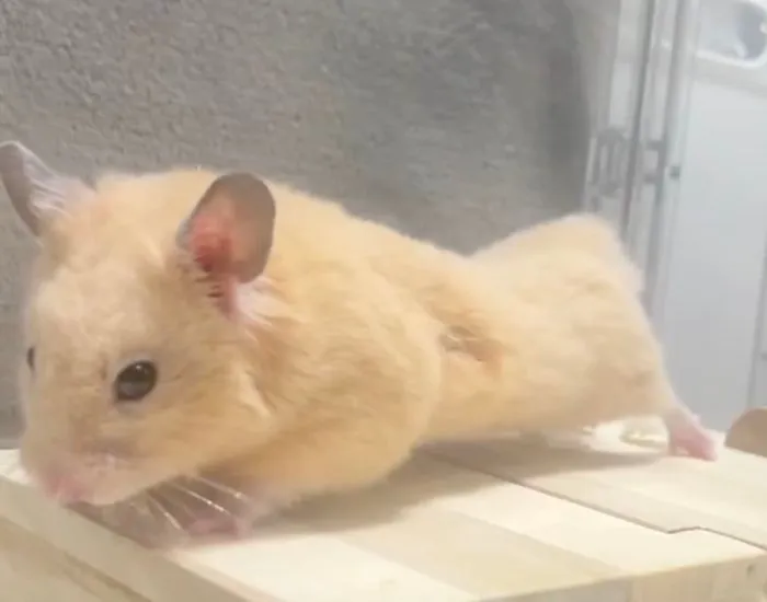 後ろ脚をスライドさせている様子