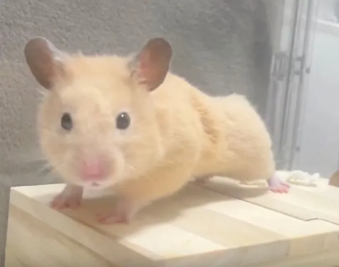 飼い主さんを見る様子