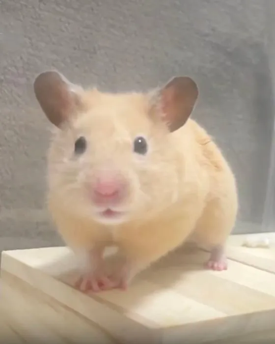 飼い主さんをじっと見つめる様子