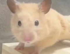 「どこからどう見ても…」　7万人が絶賛したハムスターの姿に「プロ顔負け」「先生と呼ばせて」