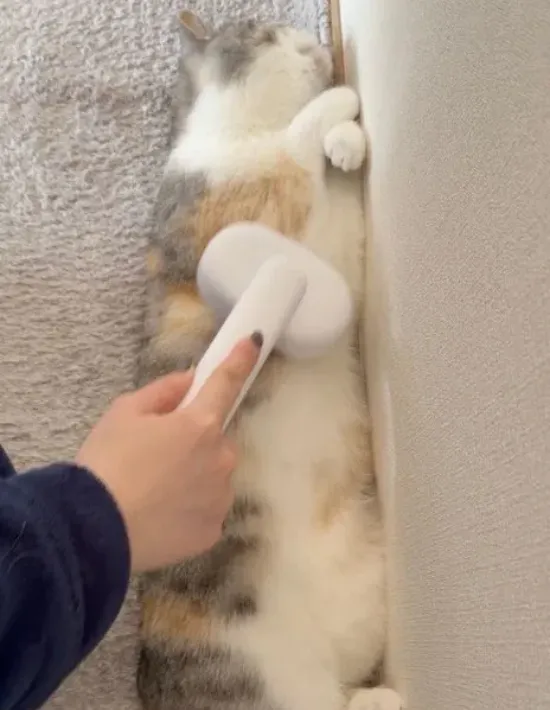 お腹を見せている様子