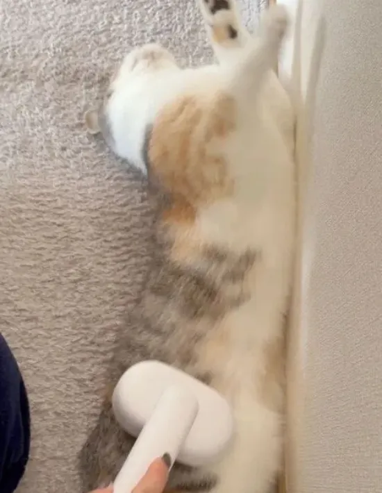 壁にお腹をくっつける様子