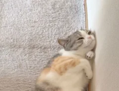 ブラッシングで我を忘れてしまった猫　行き着いたポーズが見事すぎる！