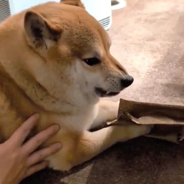 鋭い目つきの犬