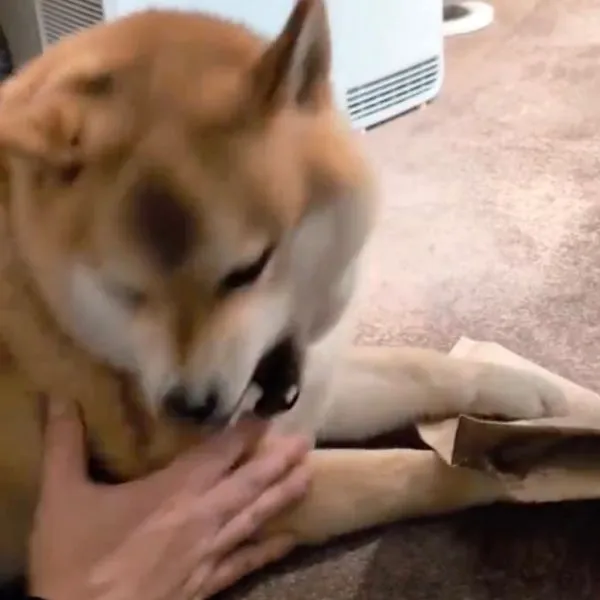 噛みつこうとする犬