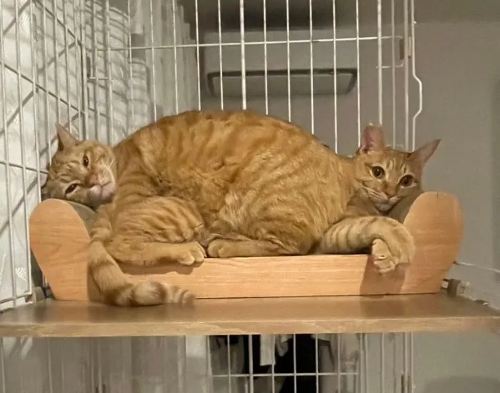 2匹の猫がくっついている様子