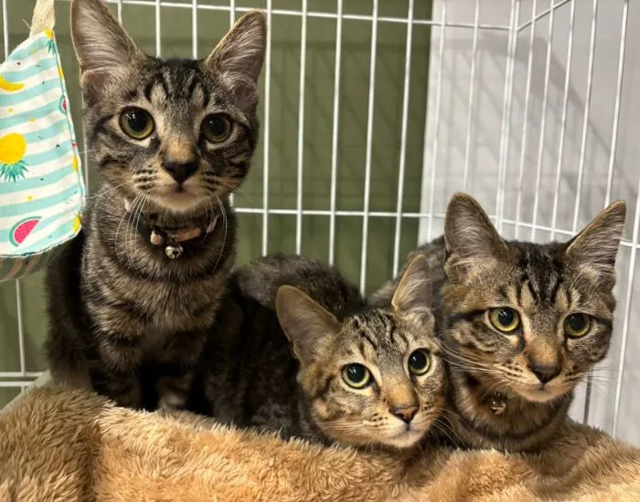 穏やかな表情の猫