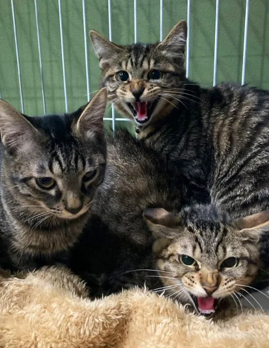 威嚇する猫たち