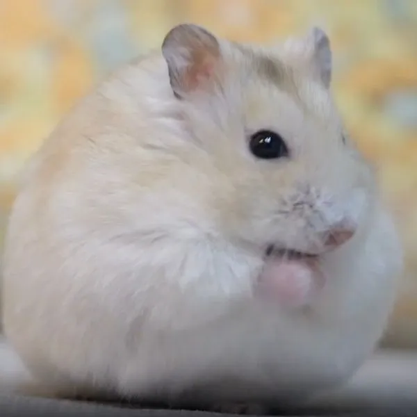 毛繕いをするハムスター