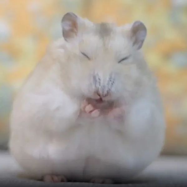 前足をなめるハムスター