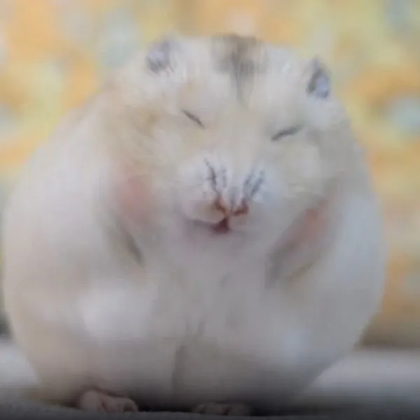 顔の毛をこするハムスター