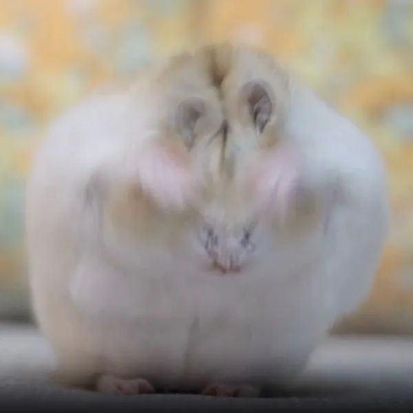 前脚で顔をこするハムスター