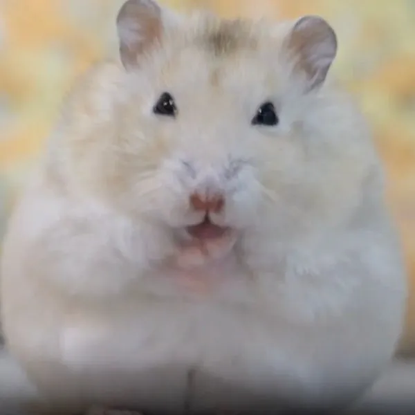 茶色の毛を見せるハムスター