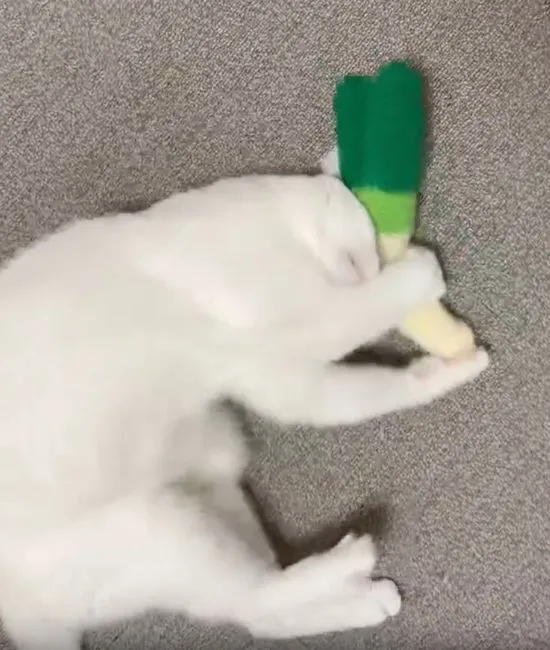 ネギを抱える猫