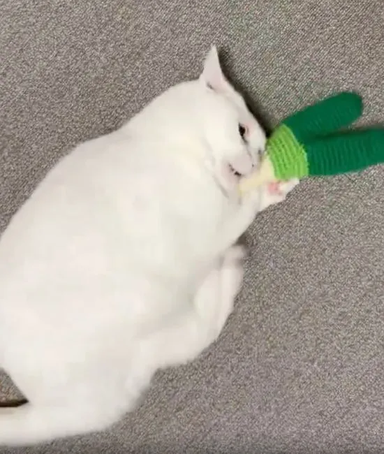 険しい顔をする猫