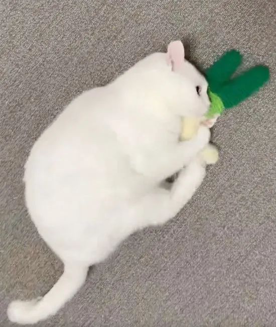 キックをする猫