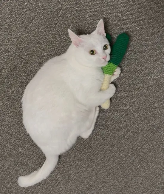 飼い主を見る猫