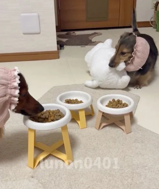 ぬいぐるみを運ぶ犬